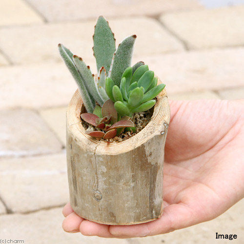 観葉植物 私のオアシス 多肉寄せ植え 流木ポット 個 Giosenglish Com
