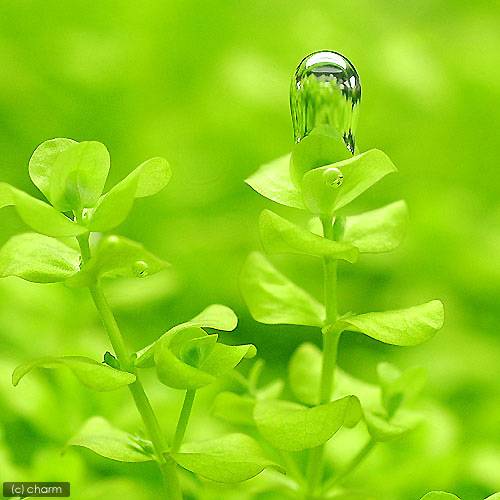 憧れ 水草 鉢植え ラージパールグラス 水上葉 無農薬 1鉢 Www Servitronic Eu 憧れ 水草 鉢植え ラージパールグラス 水上葉 無農薬 1鉢 Www Servitronic Eu