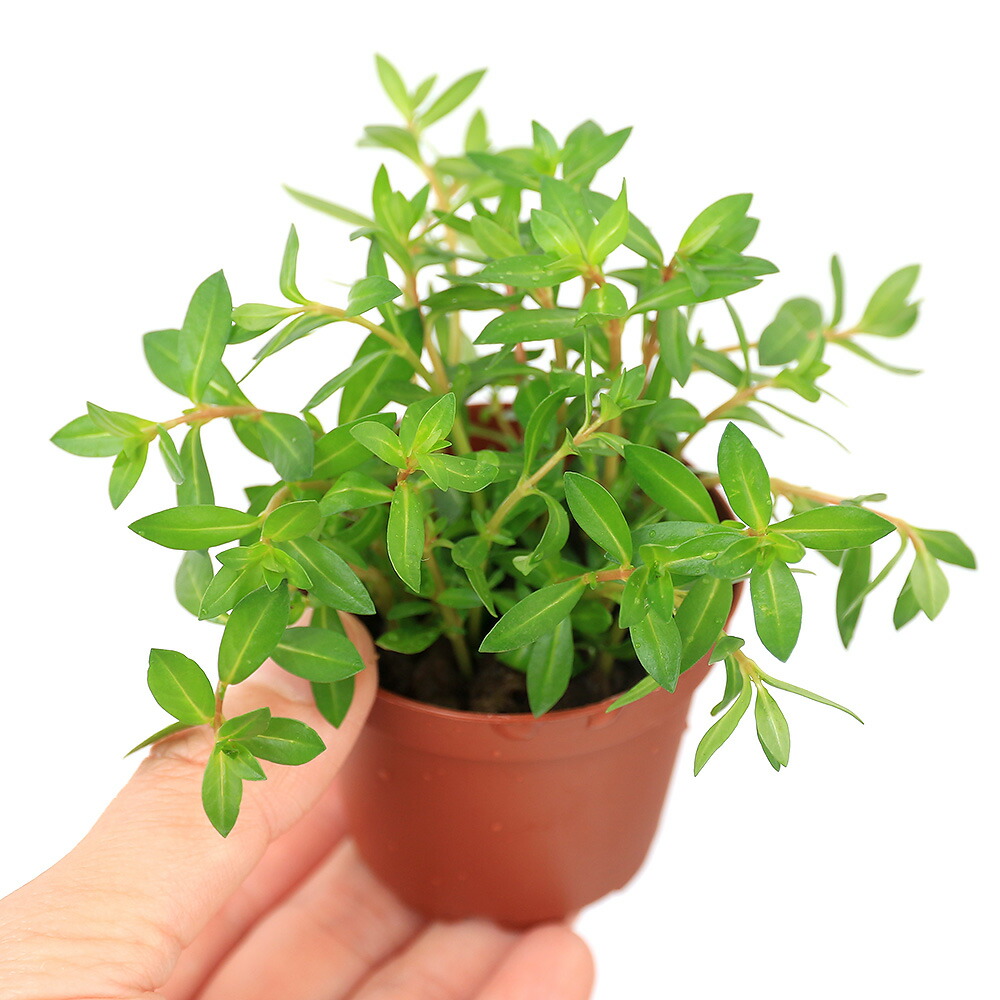 【楽天市場】（水草）ニードルリーフ ルドウィジア（水上葉） 鉢植え（無農薬）（1鉢）：charm 楽天市場店