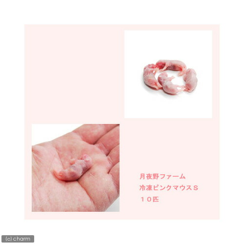 楽天市場】冷凍☆富城 ピンクマウスS（10匹） ×5（約2
