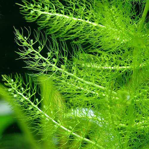 （水草）メダカ・金魚藻　ウトリクラリア　アウレア（ノタヌキモ）（無農薬）（５本）　北海道航空便要保温