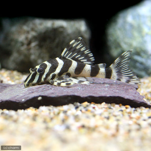 売れ筋 楽天市場 熱帯魚 クィーンインペリアルタイガー プレコ ワイルド １匹 沖縄別途送料 北海道 九州航空便要保温 Charm 楽天市場店 楽天市場 Lexusoman Com