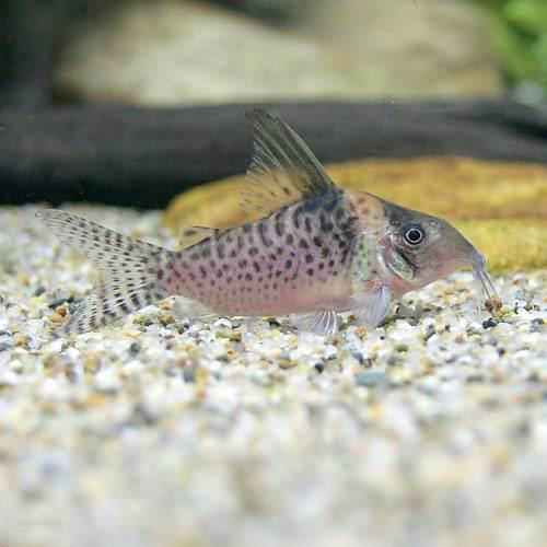 コリドラス Co.sp. カレラ WILD “Rio Cabitutu” 1匹 | コリドラス