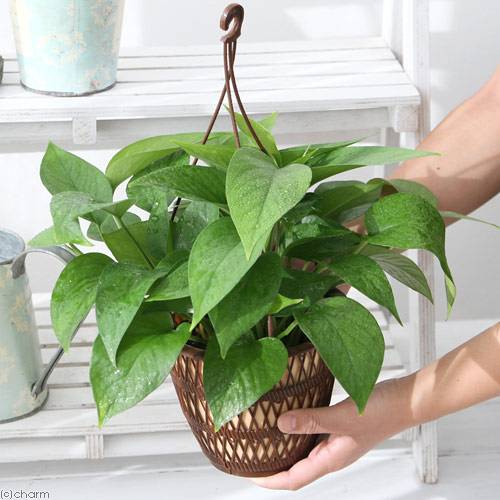 観葉植物 ポトス パーフェクトグリーン 吊り鉢タイプ 号 鉢 Educaps Com Br