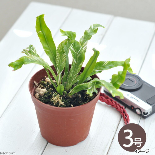 楽天市場 観葉植物 シダ オオタニワタリ 斑入り ３ ５号 １鉢 Charm 楽天市場店