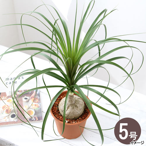 楽天市場】（観葉植物）トックリラン 2．5〜3号（1ポット