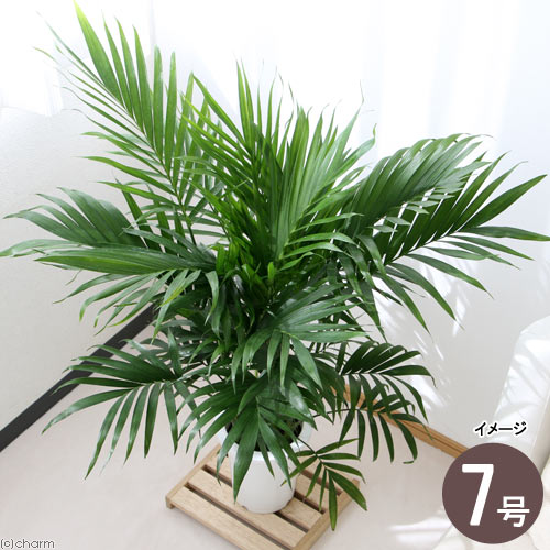 ココスヤシ【24-481】 ココスヤシ【24-481】 ココスヤシ【24-481】 観葉植物