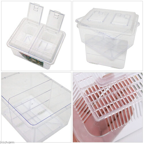 楽天市場 飼育容器 特大 クリア 仕切り付き 仕切りスライド式 幅４３ 奥行き３４ 高さ２６ｃｍ 関東当日便 Charm 楽天市場店