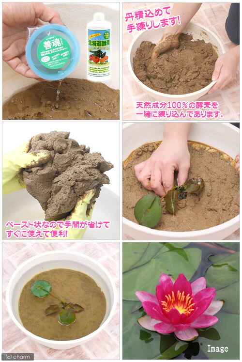 楽天市場 ビオトープ 水辺植物 スイレンとハスの土 スイレン用肥料付き Charm 楽天市場店 楽天市場 ビオトープ 水辺植物 スイレンとハスの土 スイレン用肥料付き Charm 楽天市場店