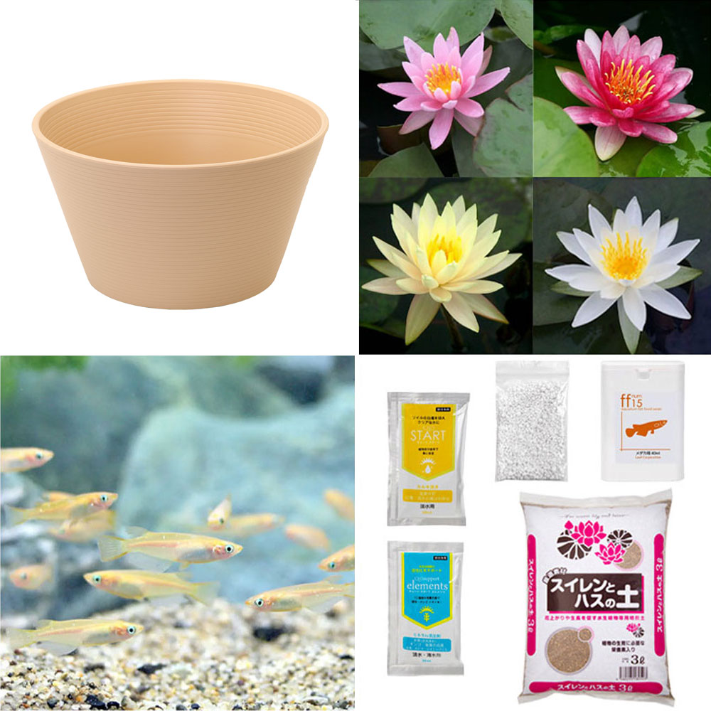 めだか鉢　睡蓮鉢　ビオトーブ　飼育セット 楽天市場】（ビオトープ）（めだか）初心者向け 睡蓮鉢で育てる メダカ