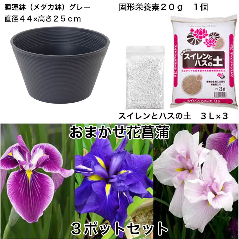 楽天市場 ビオトープ チャーム１４号 プロが考えた睡蓮鉢で育てる グレー 花菖蒲のセット 本州四国限定 Charm 楽天市場店