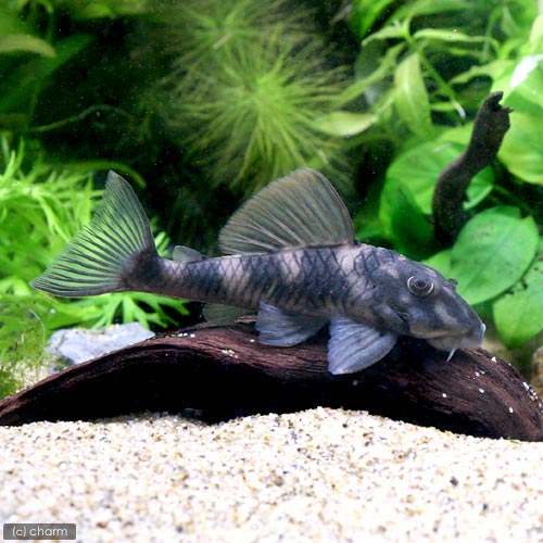 （熱帯魚）オレンジフィン・タイガープレコ　Ｌサイズ（ワイルド）（１匹）　北海道・九州航空便要保温