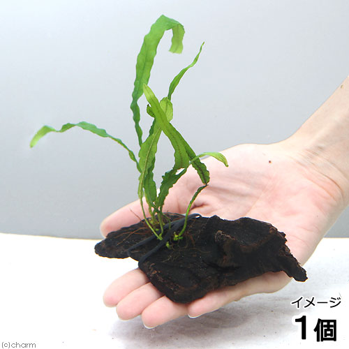 717円 人気満点 717円 超目玉 水草 巻きたて ミクロソリウム セミナロー付流木 ミニサイズ 約８ｃｍ 無農薬 １本