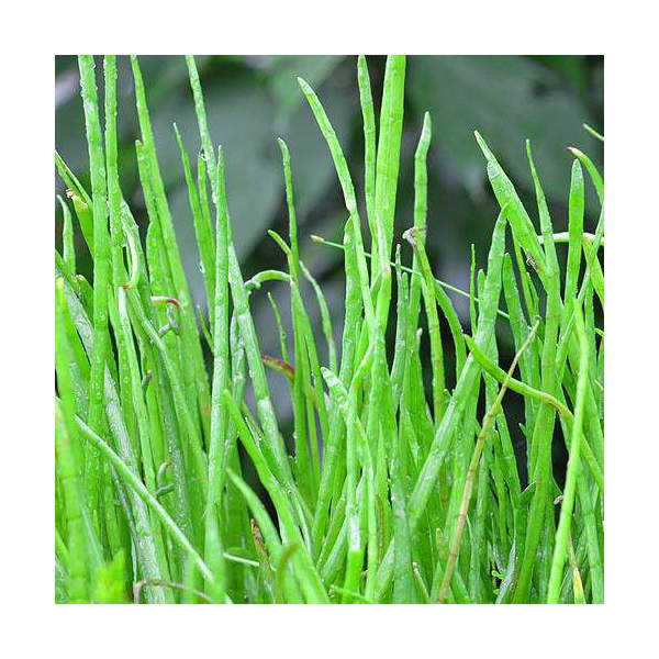 楽天市場】（ビオトープ）睡蓮 エゾベニヒツジグサ（1ポット）浮葉