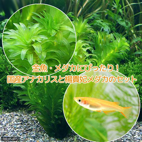 めだか 水草 楊貴妃メダカ 匹 アナカリス 無農薬 本 北海道航空便要保温 Mgpadel Com