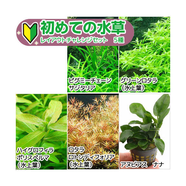 楽天市場】（水草）初めての水草 有茎草（水中葉）４種（１パック）説明書付 : charm 楽天市場店