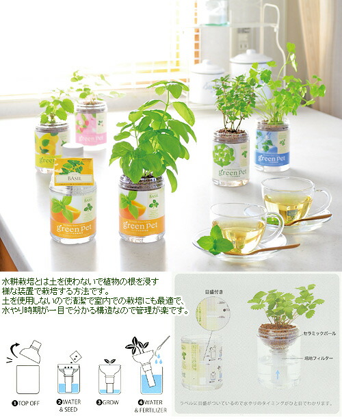 最高 ワイルドストロベリー 育て方 室内 500 トップ画像 Hd