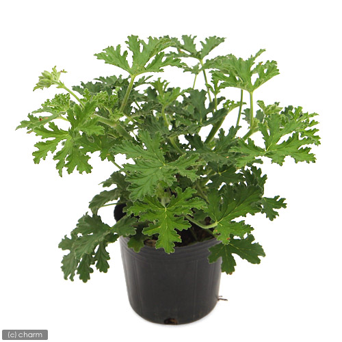 観葉ウイード木 草苗 カレンソウ 蚊一党草 号 ポット ファミリー野菜畑 虫除け植物 Digitalland Com Br