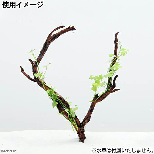 楽天市場 形状お任せ ブランチ流木 プチ 1本 水辺工房 約12 18cm 関東当日便 Charm 楽天市場店