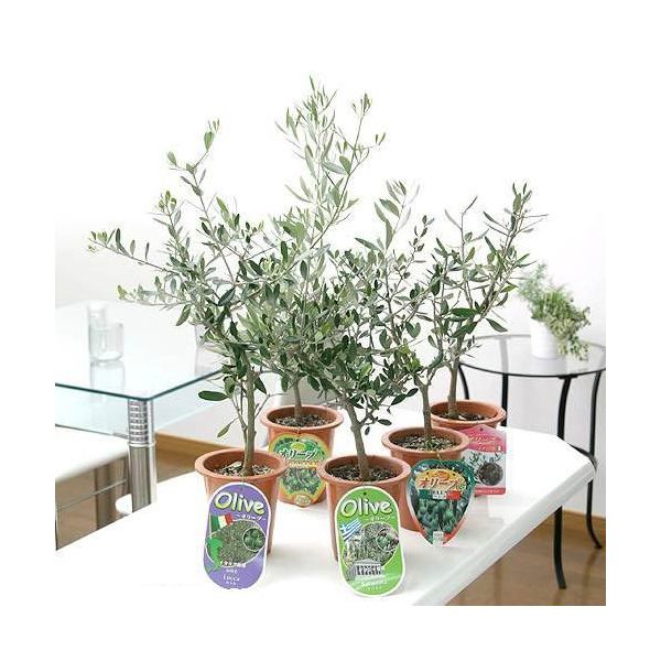 楽天市場 観葉植物 果樹苗 オリーブの木 品種おまかせ ５号 ３鉢 品種名のラベル付き 家庭菜園 沖縄別途送料 Charm 楽天市場店