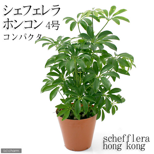 楽天市場】（観葉植物）フィカス エラスティカ ティネッケ 4号（1鉢