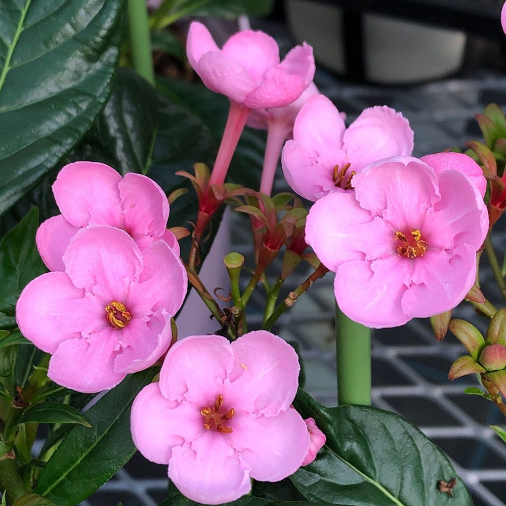 楽天市場 観葉植物 ルクリア アッサムニオイザクラ スイートルビー ５号 １鉢 開花終了株 Charm 楽天市場店