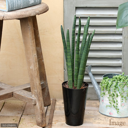 楽天市場 観葉植物 サンスベリア スタッキー ４ ５号 １鉢 Charm 楽天市場店