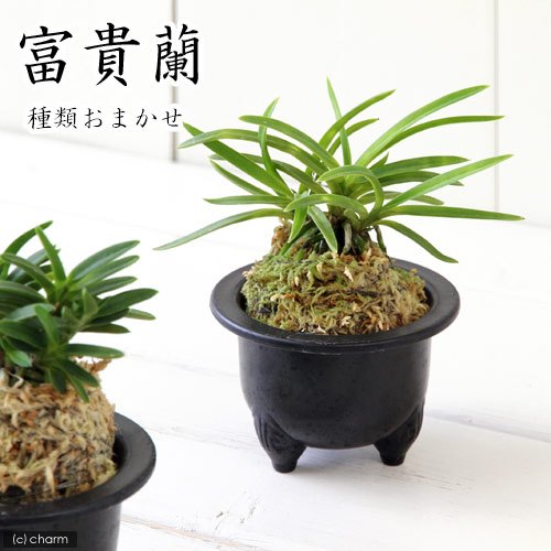 【超大型株】伊勢神宮風蘭　フウラン　着生ラン　素敵な香り有り　山野草　蘭　植物 ④伊勢神宮風蘭 フウラン 風蘭 着生ラン 素敵な香り有り 山野草