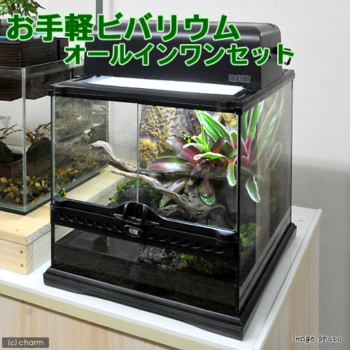 値下げ Gex レオパ飼育セット エキゾテラグラステラリウム3030 爬虫類 両生類用品 Www Inspiredmediawi Com