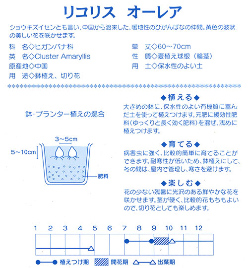 楽天市場 観葉植物 秋を彩る リコリス球根シリーズ オーレア １球詰 １袋 Charm 楽天市場店