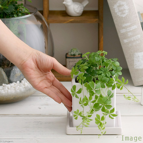 観葉植物 パーセノシッサス シュガーバイン 陶器鉢植え ダイス 鉢 受け皿付き Korkmazmauritius Com