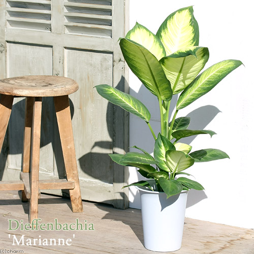 楽天市場】（観葉植物）フィカス エラスティカ ティネッケ 4号（1鉢