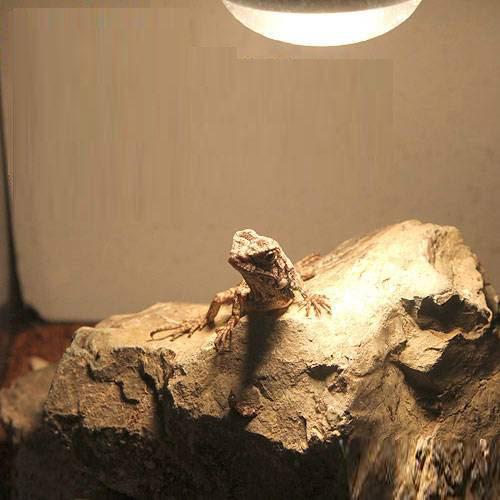 楽天市場】形状お任せ 爬虫類用バスキングスポット 〜ウォーム