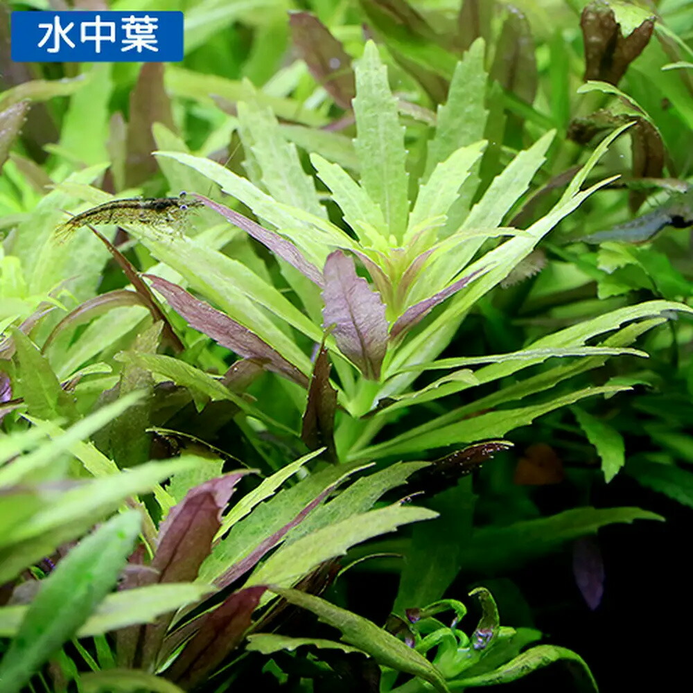 楽天市場 水草 ニューオランダプラント 水上葉 鉢植え 無農薬 １鉢 Charm 楽天市場店