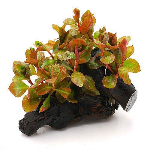 楽天市場】（水草）ルドウィジア レペンス ルビン 流木付 Sサイズ