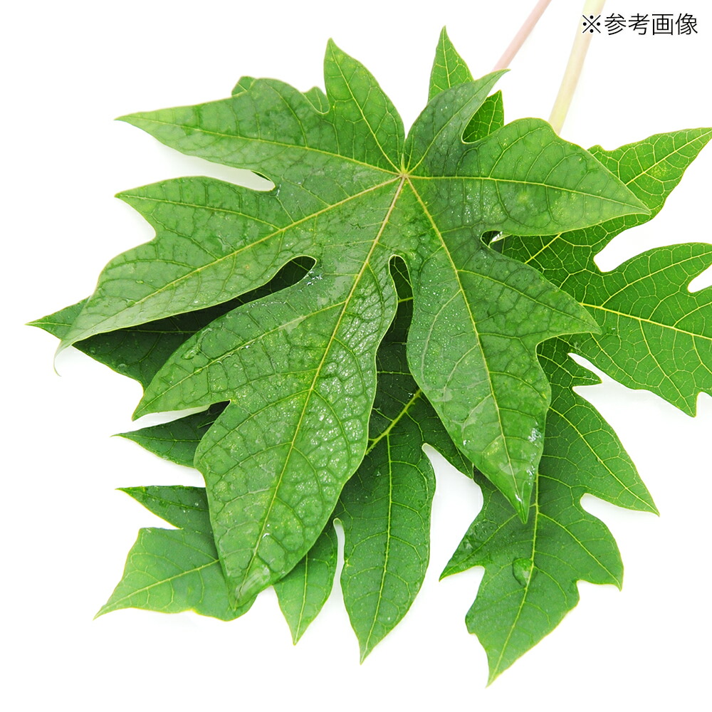 楽天市場 国産 パパイヤの若葉 １５ｇ 小動物用のおやつ 無添加 無着色 関東当日便 Charm 楽天市場店