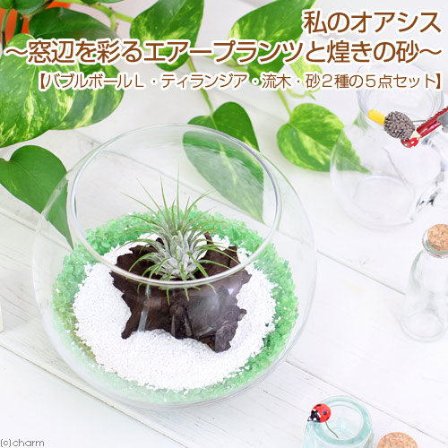 楽天市場 観葉植物 私のオアシス 窓辺を彩るエアープランツと煌きの砂 容器 ティランジア 流木 砂の５点セット お一人様２点限り Charm 楽天市場店