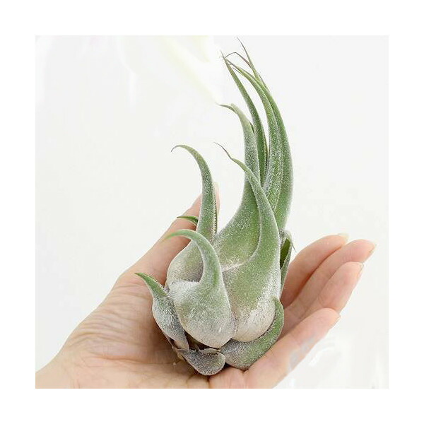 楽天市場】（観葉植物）エアープランツ チランジア プルイノーサ