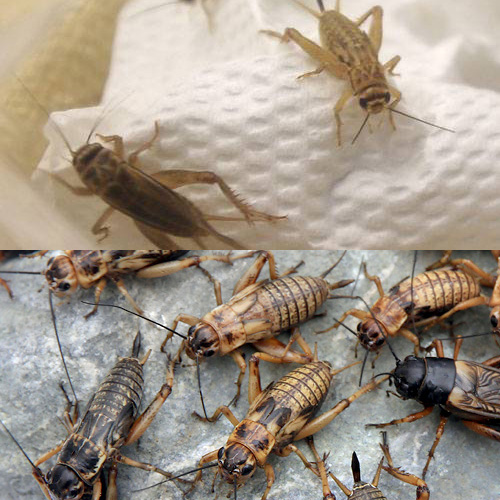 楽天市場】（生餌）フタホシコオロギ ML 約20匹（10グラム