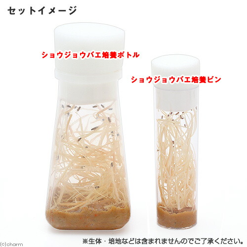 楽天市場 バイアル瓶 ３０パイ ５本 フタ付き ショウジョウバエ培養ビン 関東当日便 Charm 楽天市場店