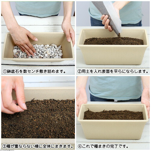 楽天市場 オオバコ栽培セット 種 土 プランター プレート 鉢底石 ベージュ リクガメ用 説明書付き 家庭菜園 お一人様５点限り 関東当日便 Charm 楽天市場店