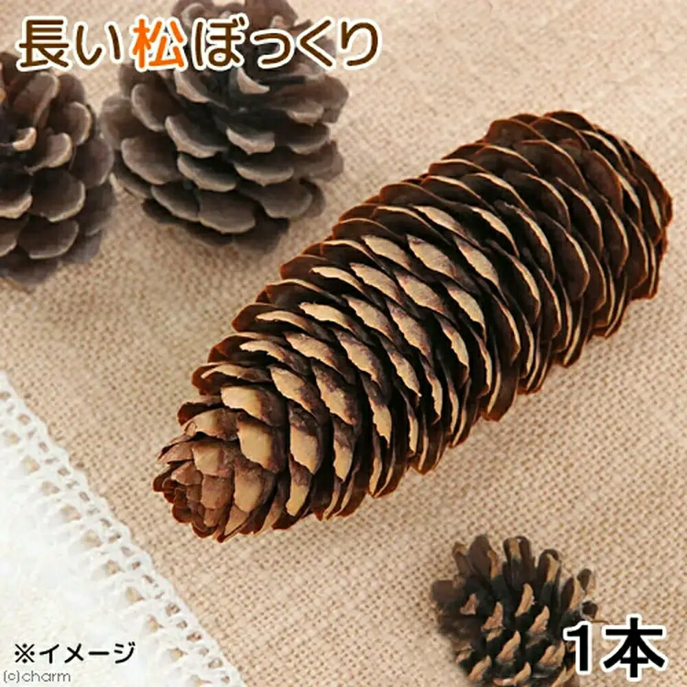 楽天市場 長野県産 長い松ぼっくり １個 ３袋 小動物のおもちゃ パインコーン 国産 無添加 無着色 関東当日便 Charm 楽天市場店