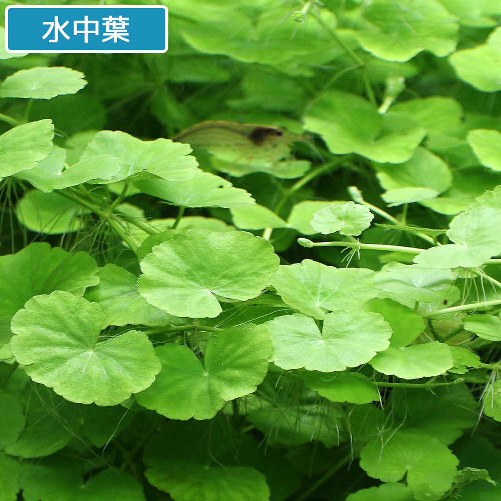 【楽天市場】（水草）アマゾンチドメグサ（水上葉）（無農薬）（30本） 北海道航空便要保温：charm 楽天市場店
