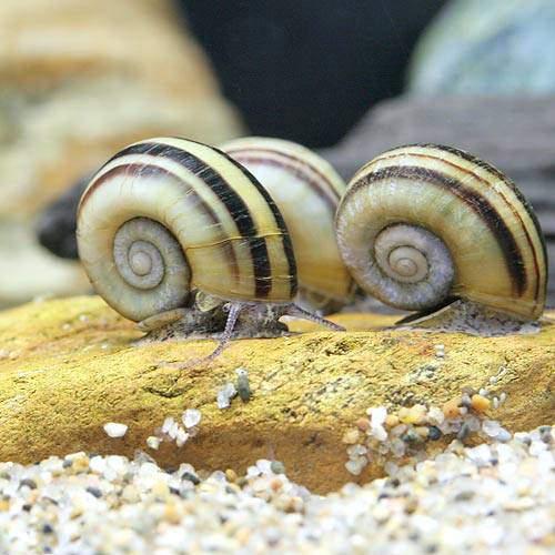 楽天市場】（エビ・貝）アンモナイト・スネール（5匹） 北海道・九州