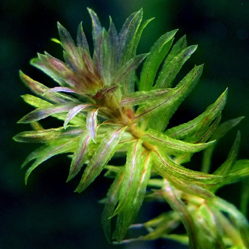 楽天市場】（水草）クロモ（水中葉）（無農薬）（3本） : charm