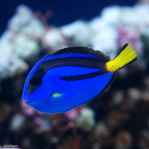 人気ショップが最安値挑戦 楽天市場 海水魚 バリ産 ナンヨウハギ ｍサイズ ３匹 北海道 九州 沖縄航空便要保温 沖縄別途送料 Charm 楽天市場店 最安 Lexusoman Com