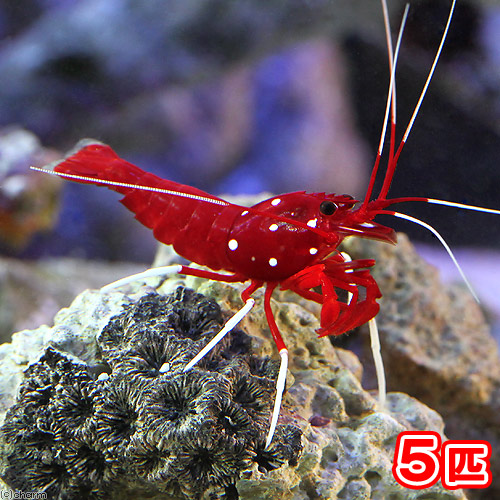 海水魚用品 WRANGLER RUBICON 海水魚用品 WRANGLER RUBICON 海水魚用品 WRANGLER RUBICON 海水魚用品