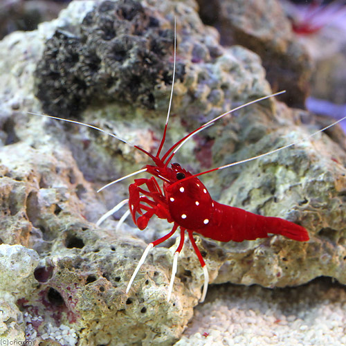 観賞魚 熱帯魚 アクアリウム店 海水魚 エビ 太平洋型 ホワイトソックスシュリンプ ５匹 北海道航空便要保温 沖縄別途送料 Charm