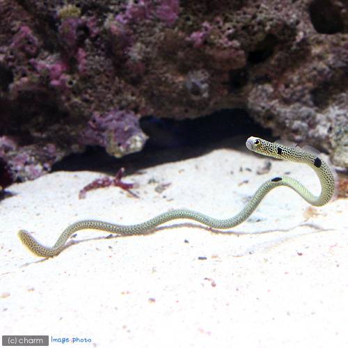 楽天市場 海水魚 スポッテッド ガーデンイール チンアナゴ ３匹 北海道航空便要保温 沖縄別途送料 Charm 楽天市場店