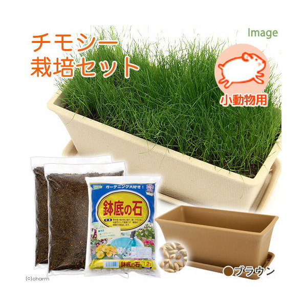 楽天市場 たんぽぽ栽培セット 種 土 プランター プレート 鉢底石 ベージュ 小動物用 説明書付き 家庭菜園 お一人様５点限り 関東当日便 Charm 楽天市場店